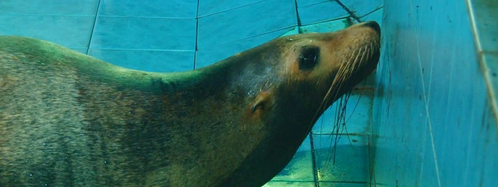 Rare Surgery Saves Sri Lanka's Only Sea Lion
